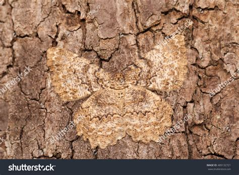 Moth Camouflage On Wooden Bark Stock Photo (Edit Now) 489132721
