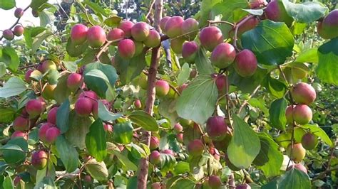 Corofitam_Ber Apple PlantIndian Jujube Apple Ber (Grafted) Fruit Plants ...