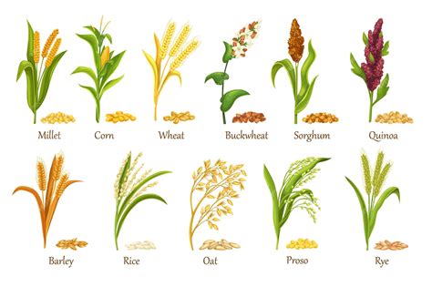 Premium Vector | Grass cereal crops, agricultural plant vector ...