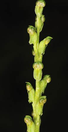 orchids-of-sikkim-himalayas