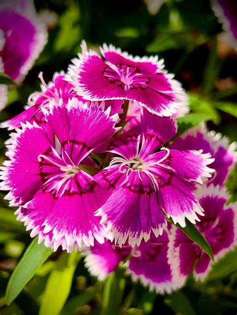 Feng Shui: Some of your favourite plants could actually attract bad ...