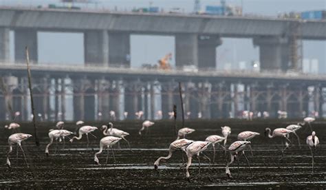 How Mumbai is getting a grand makeover with mega projects- The Week