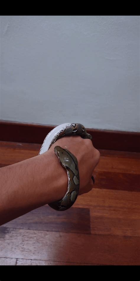 Image result for Woman Bit by Retic Python