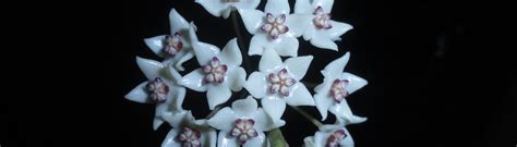 E-Flora Kerala | Flowering plants of Kerala