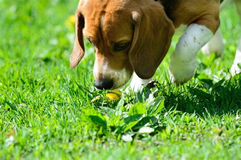 Potty Training A Beagle - Best Way And Owner Advices