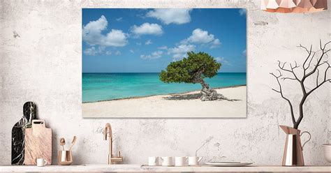 Fofoti (divi divi) tree in Aruba by Ellis Peeters on canvas, poster ...