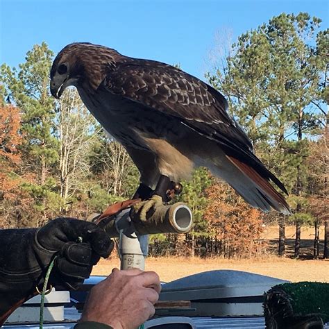 HAWK MANOR FALCONRY (2025) All You Need to Know BEFORE You Go (with ...