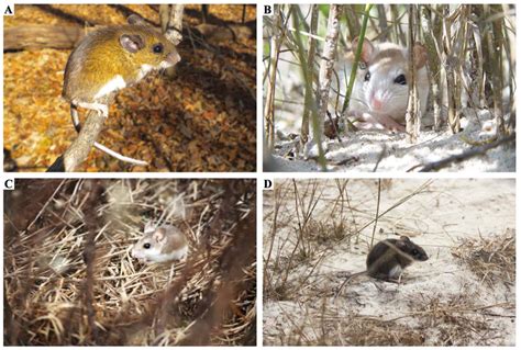 Adaptation is for Populations – Connected Biology