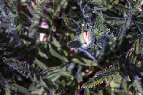 The opium poppy flower, in Latin papaver somniferum, is a red flowering ...