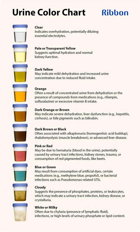 Urine Color Chart. What Color Should Urine Be? – Ribbon Checkup