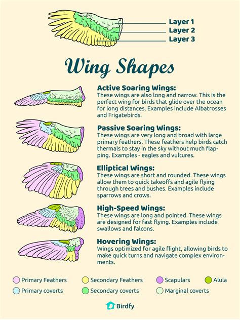 What You need to Know about Bird Wings – Birdfy