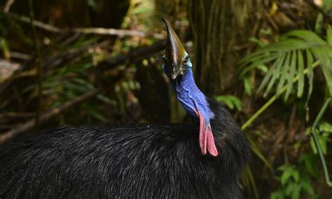 Daintree Rainforest Carnivores