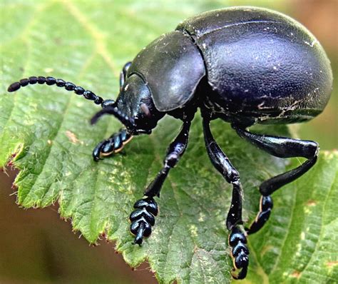 An Overview of Common Black Beetles