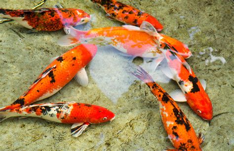 Is A Koi Fish Edible at Lidia Adams blog