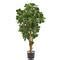 3ft. Potted Panda Ficus Tree | Michaels
