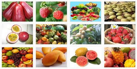 水果大全500种,水果名称大全(第18页)_大山谷图库