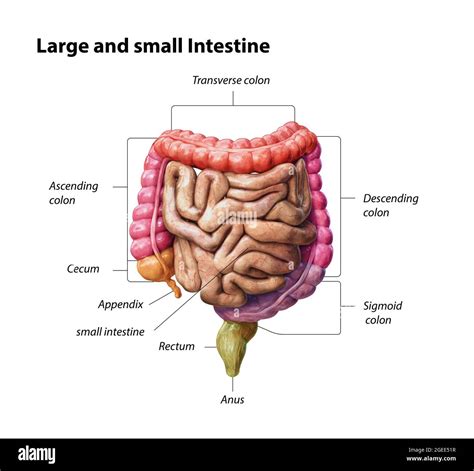 Small Intestine Parts Digestive System : Parts Of Digestive System And
