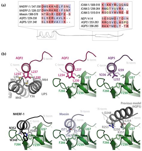 Structural Basis for the Interaction between the Ezrin FERM-Domain and ...
