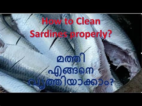 How to Clean Sardines ? ഇങ്ങനെ വേണം മത്തി നന്നാക്കാൻ !Как правильно ...