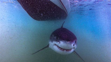 Eleven great white sharks spotted prowling around US coast in just one ...