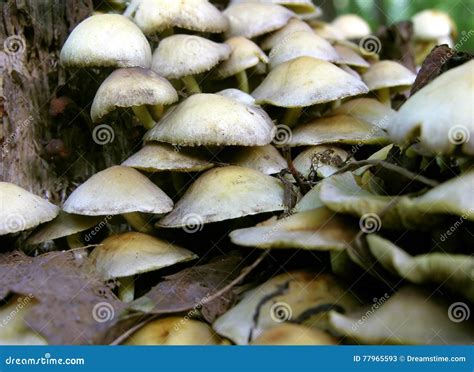 Forest Fungi Are Saprophytes That Live On The Trunks And Stumps Of Dead ...