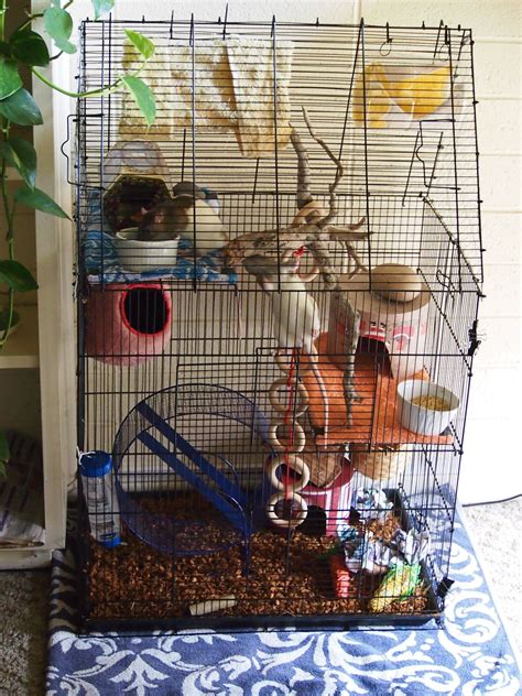 Pet Rat Cage