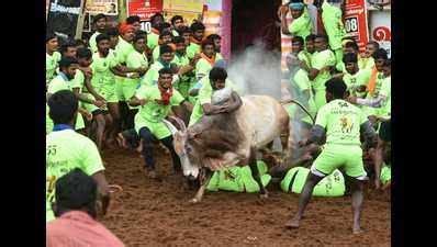 Palamedu jallikattu progresses with high enthusiasm; Covid-19 norms go ...