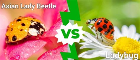 Image result for Expression Exaample Java