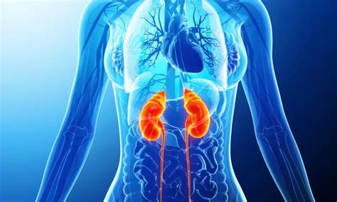 Tadalafil tied to urethral smooth muscle relaxation in healthy women: Study