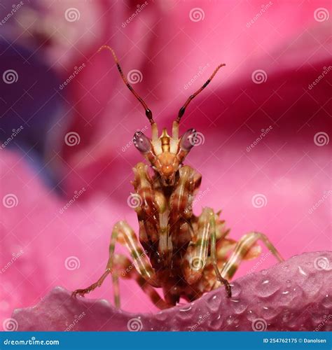 Praying Flower Mantis Hunting in Pink Hortensia Flower Stock Image ...