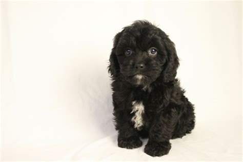 Image result for Cockapoo for Sale Cork