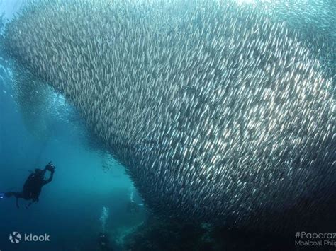 Spectacular Sardine Run Boat Dive with PADI 5 Star Dive Resort | Dive ...