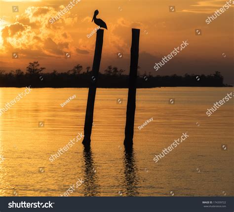 Pelican Sitting On Post Along Bayou Stock Photo 174339722 | Shutterstock