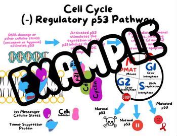 Image result for Cell Graphical Abstract Feedback Loop
