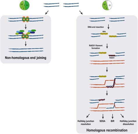 Frontiers | Studying DNA Double-Strand Break Repair: An Ever-Growing ...