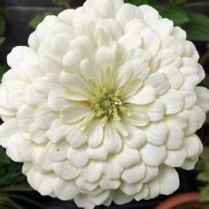 CYBEXIS Zinnia Double ‘White’ F1 Hybrid Flower Seeds Seed Price in ...