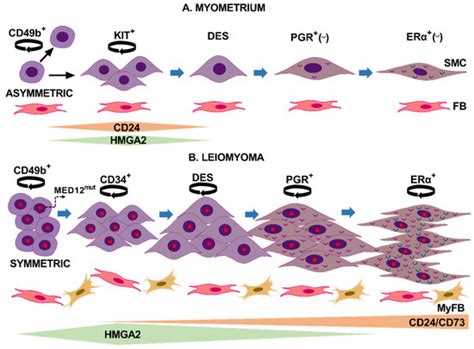 Stem Cell Growth and Differentiation in Organ Culture: New Insights for ...