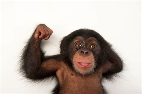 Chimpanzee, facts and photos