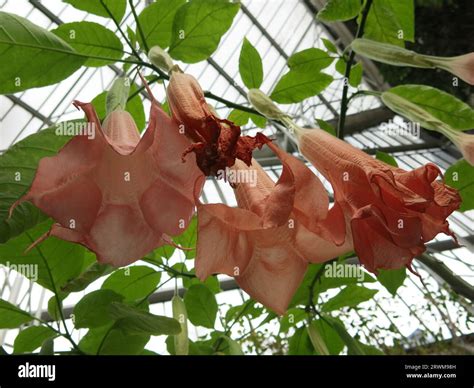 Giant, pendulous, salmon-coloured flowers of Angel's Trumpet make a ...