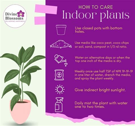Indoor Plant Jade Green