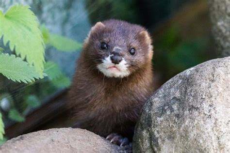 European mink - Ranua Resort