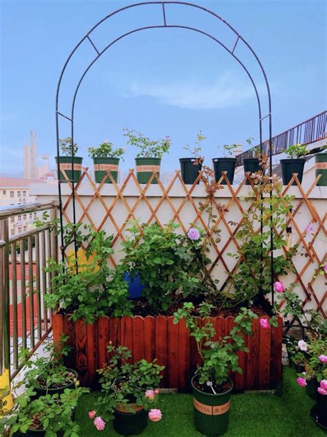 Buy OZMI Iron Arched Door Flower Stand Climbing Rattan Rack Climbing ...