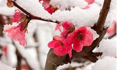 fiori invernali speciale fiori invernali i pi 249 belli da avere in casa o fiori invernali speciale fiori invernali i pi 249 belli da avere in casa o
