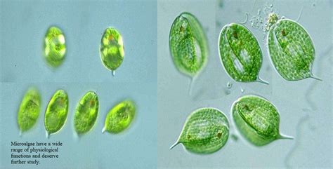 Image result for microalgae
