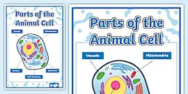 Parts of the Plant Cell Poster