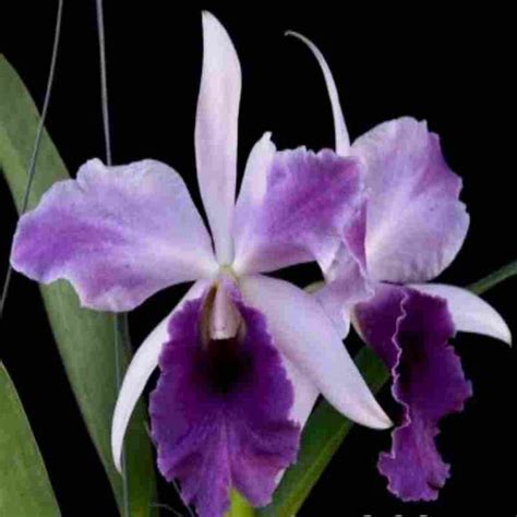 Rlc. Mishima Elf Blue – EXOTICA ORCHIDS