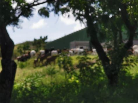 The Aloe Vera Curacao, Home of Curaloe Tour (Willemstad) - 2022 What to ...