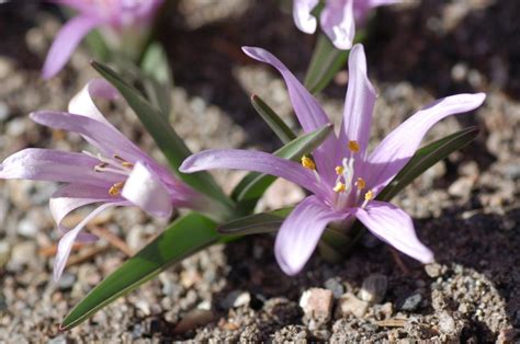 Colchicum bulbocodium - Vårtidløs | Botanical Garden - Natural History ...