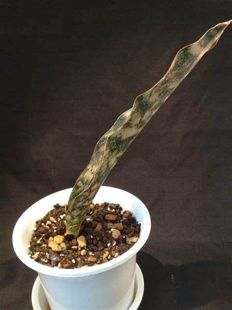 Sansevieria 『 Kirkii var. pulchra 』 | COOL-PLANTs