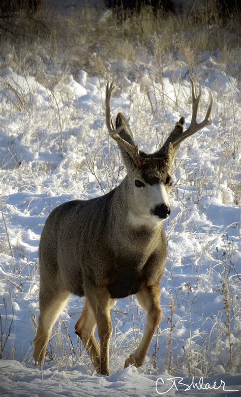 Image result for buck